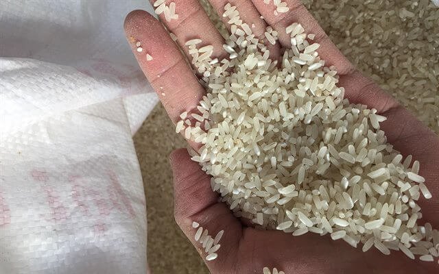 Tại sao gạo dễ bị hư hỏng và sinh mọt?